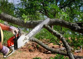 Best Tree Preservation Services  in Centerville, CA