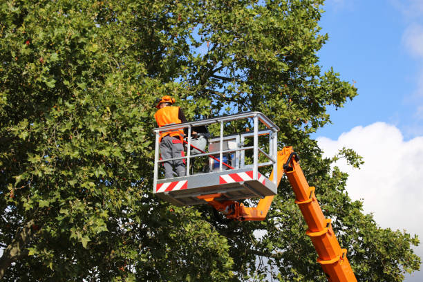 Best Tree Maintenance Programs  in Centerville, CA