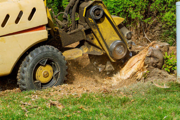 Best Arborist Consultation Services  in Centerville, CA