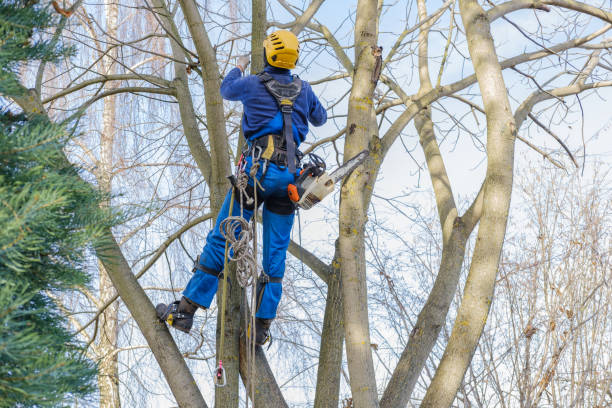 Best Commercial Tree Services  in Centerville, CA