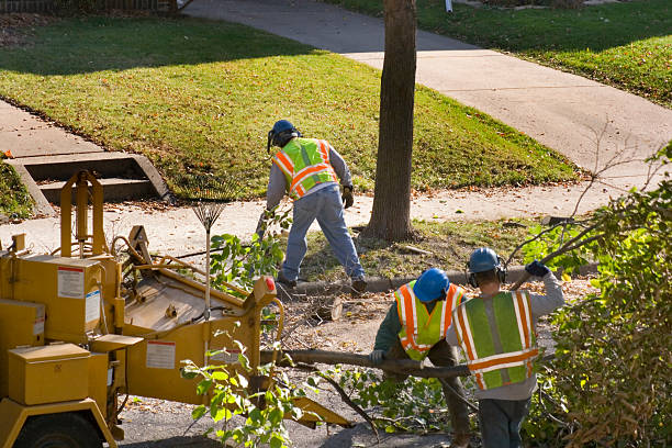 Best Palm Tree Trimming  in Centerville, CA